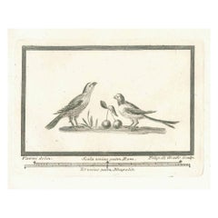 Antique Birds - Etching - 18th Century