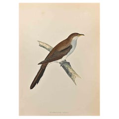Antique Yellow-Billed Cuckoo - Woodcut Print by Alexander Francis Lydon  - 1870