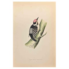 Antique Lesser Spotted Woodpecker - Woodcut Print by Alexander Francis Lydon  - 1870