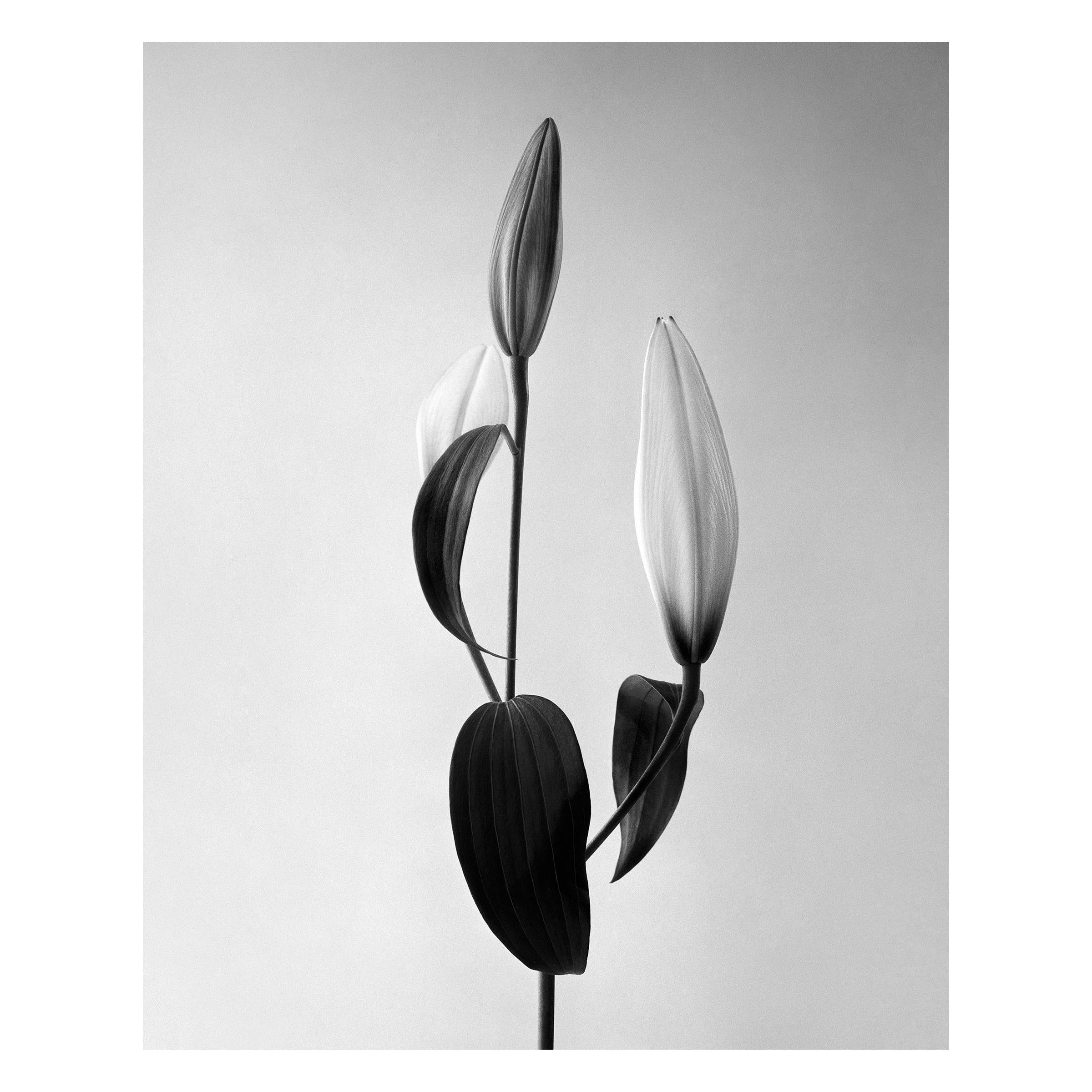 Ugne Pouwell Black and White Photograph - Lily - analogue black and white floral photography