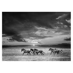  Black and White Photography of Wild Horses, 36x48 "Chasing the Light" Mustangs