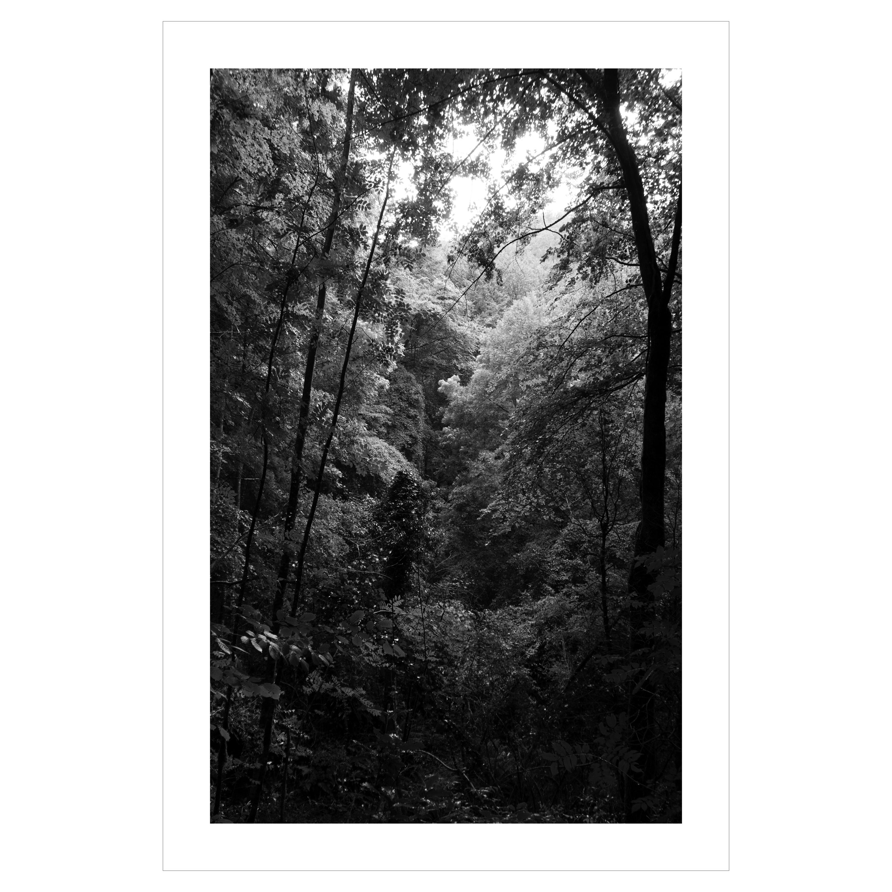 Kind of Cyan Black and White Photograph – Spätnachmittag Wald Lights,  Schwarz-Weiß-Landschaft Limitierter Giiclée-Druck 