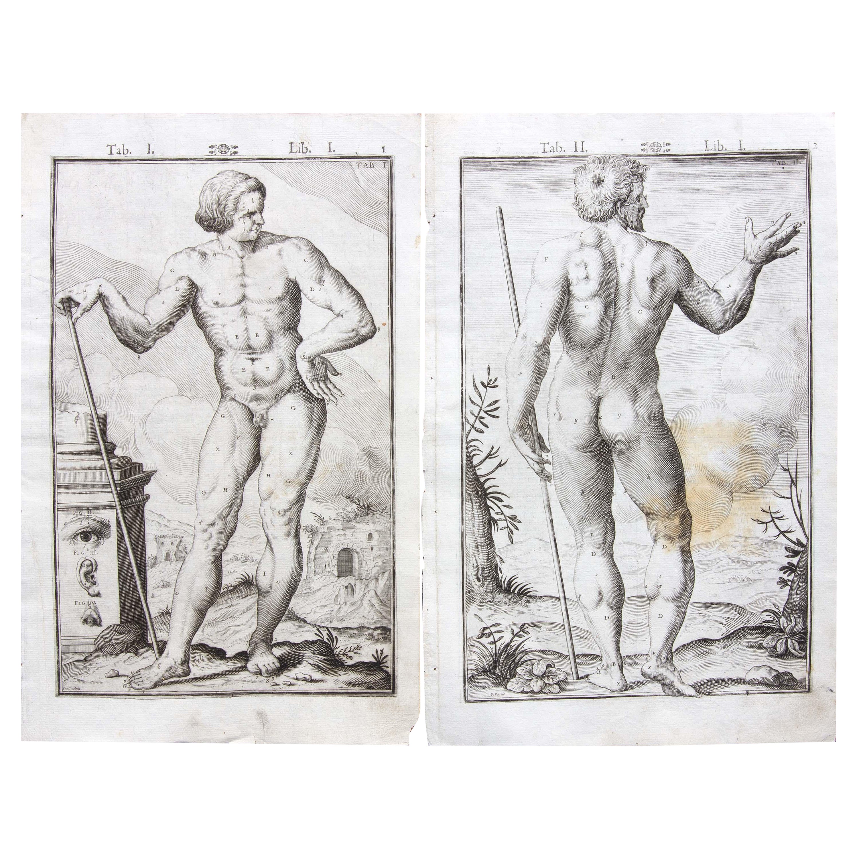 Paire de gravures d'anatomie médicale du 17e siècle par Francesco Valesio