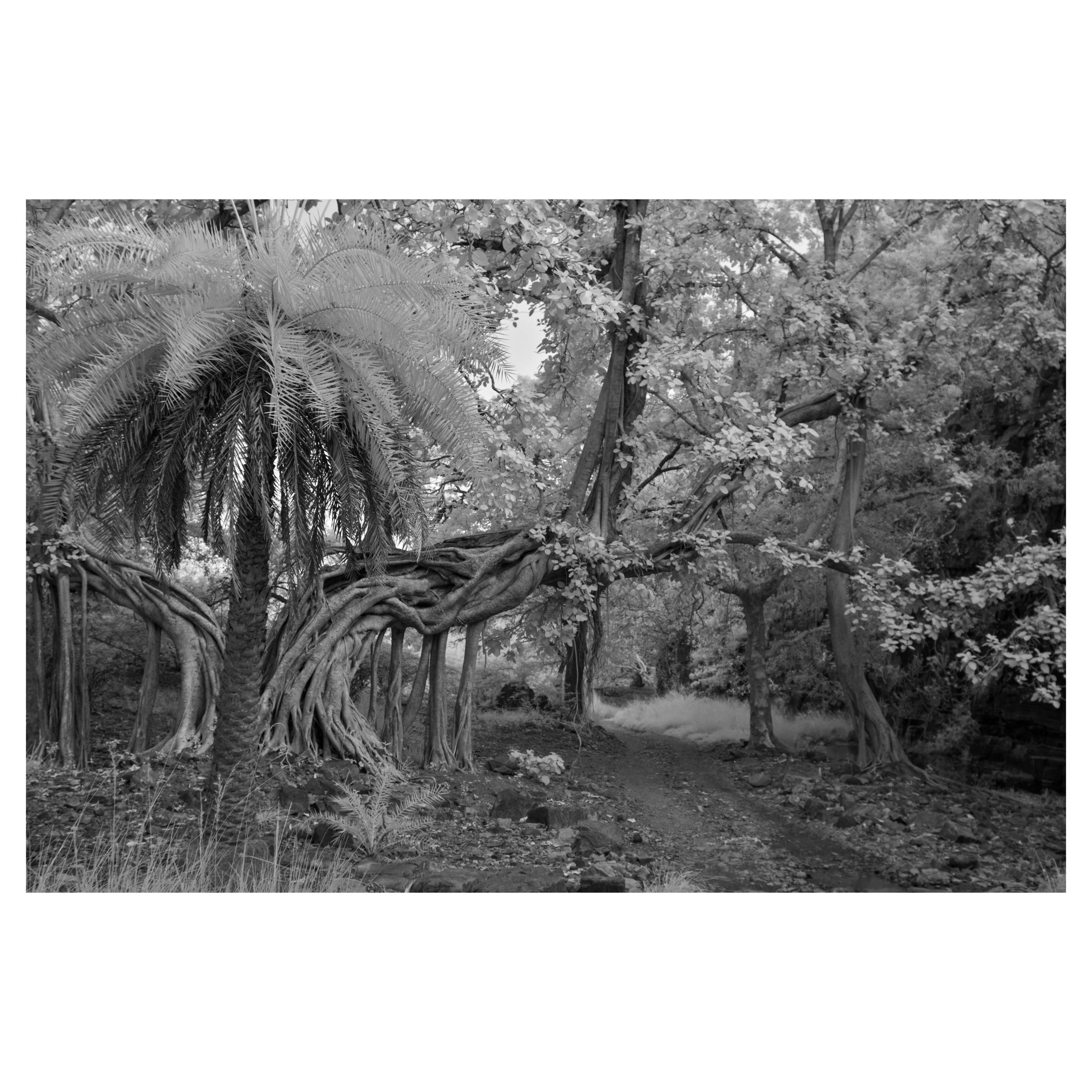 Aditya Dicky Singh Black and White Photograph - Landscape Photography Jungle Forest Black White Palm Tree India Wildlife Banyan 