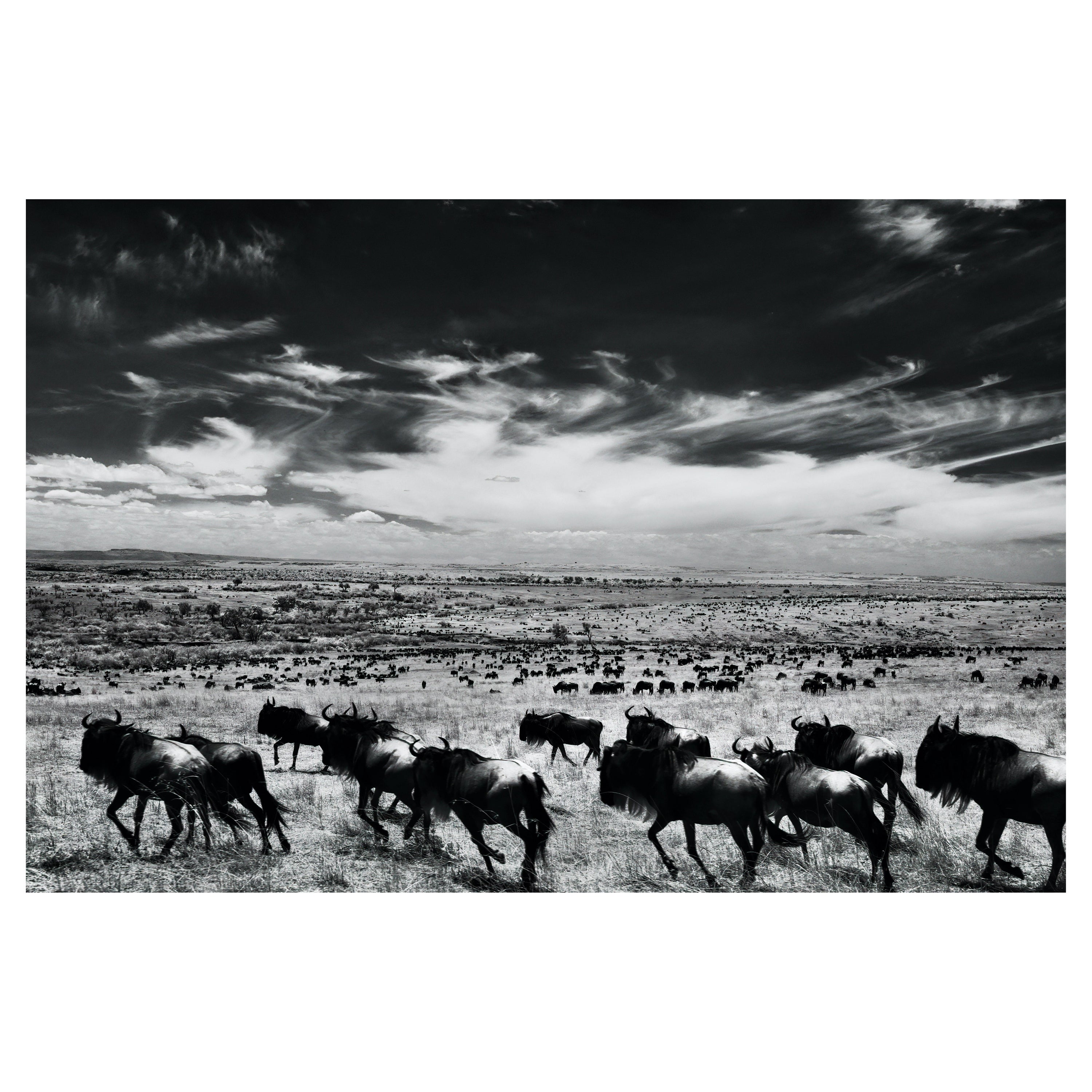Aditya Dicky Singh Landscape Photograph - Landscape Nature Large Black & White Infrared Photography Kenya Africa Wildlife