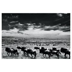 Landscape Nature Large Black & White Infrared Photography Kenya Africa Wildlife