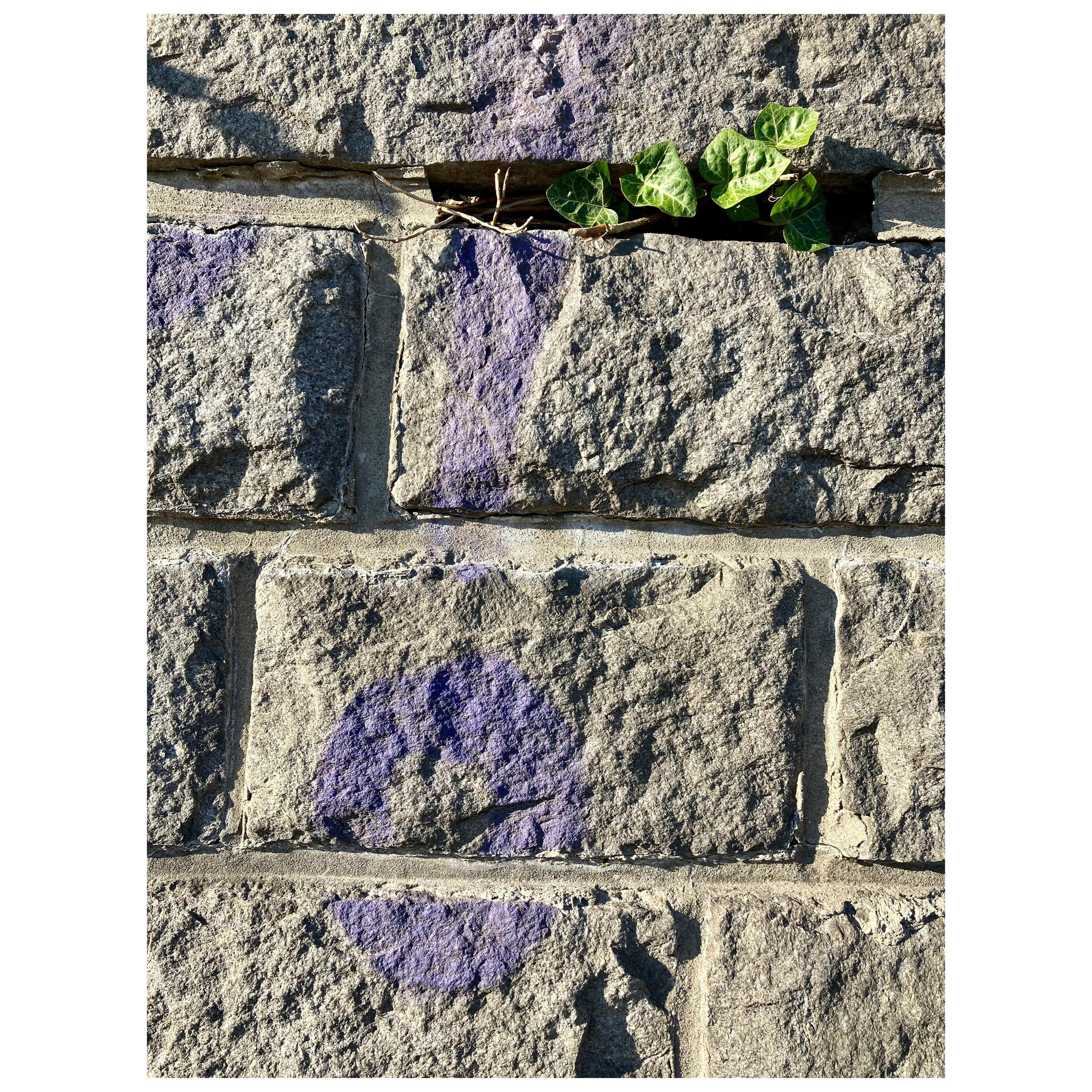 vert et violet  Tirage photographique édition limitée