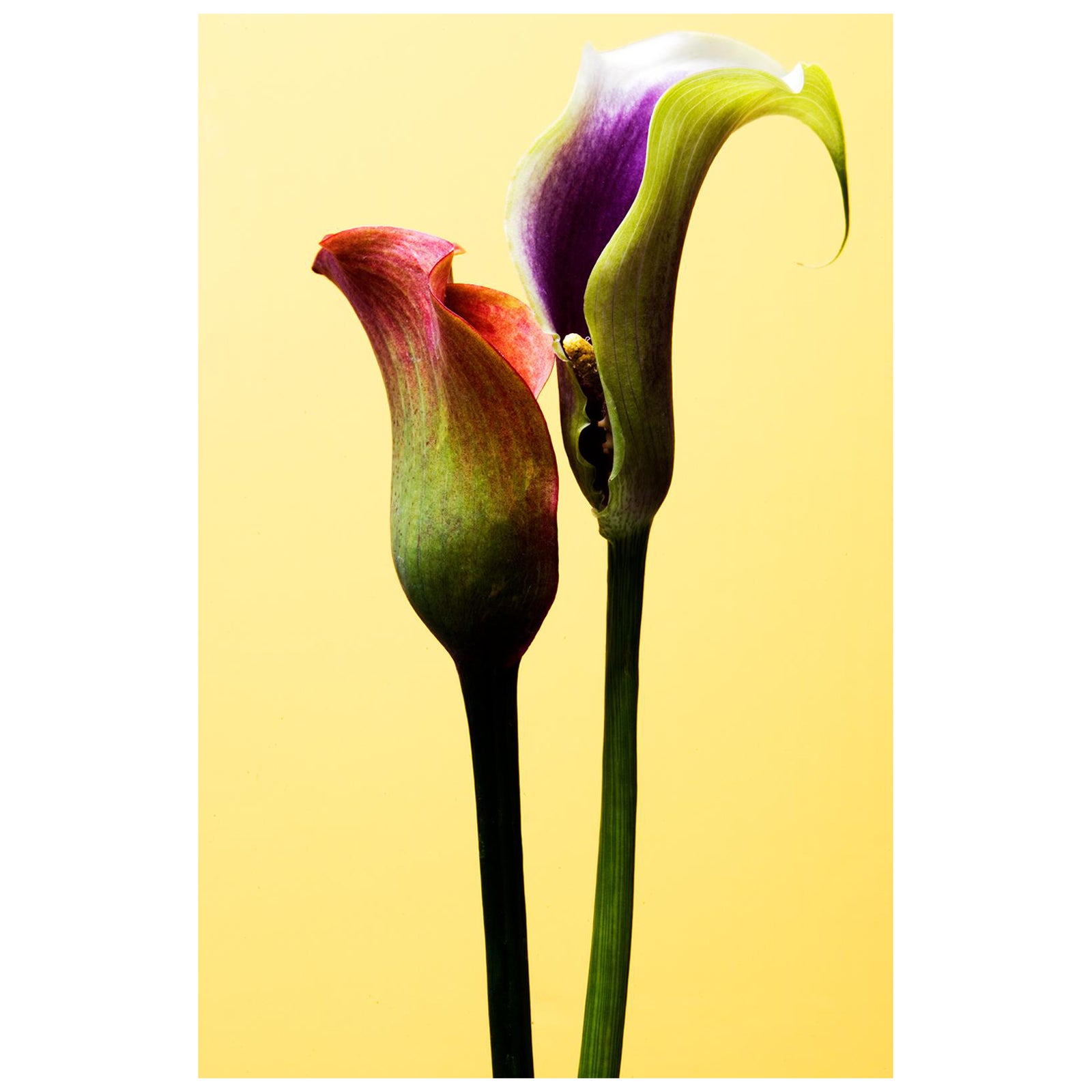 Ian Sanderson Still-Life Photograph – Blumen kostenlose Lieferung – limitierter signierter zeitgenössischer Druck, Naturfoto, Gelb