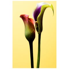 Blumen kostenlose Lieferung – limitierter signierter zeitgenössischer Druck, Naturfoto, Gelb