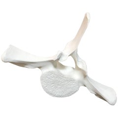 Plaster Whale Vertebrae