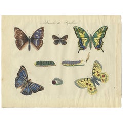 Antique Print of Various Butterflies ‘Plate 3’ by Lecerf & Blanchard, 1823