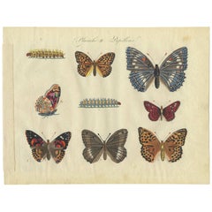 Antique Print of Various Butterflies ‘Plate 2’ by Lecerf & Blanchard, 1823