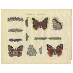 Antique Print of Various Butterflies 'Plate 1' by Lecerf & Blanchard, 1823