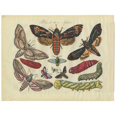 Antique Print of Various Butterflies 'Plate 4' by Lecerf & Blanchard, 1823