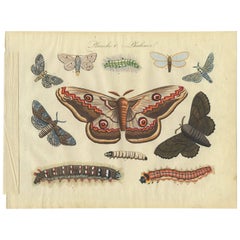 Antique Print of Various Butterflies/Moth "Plate 5" by Lecerf & Blanchard, 1823