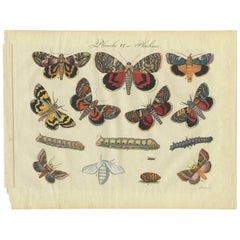 Antique Print of Various Butterflies/Moth 'Plate 6' by Lecerf & Blanchard, 1823