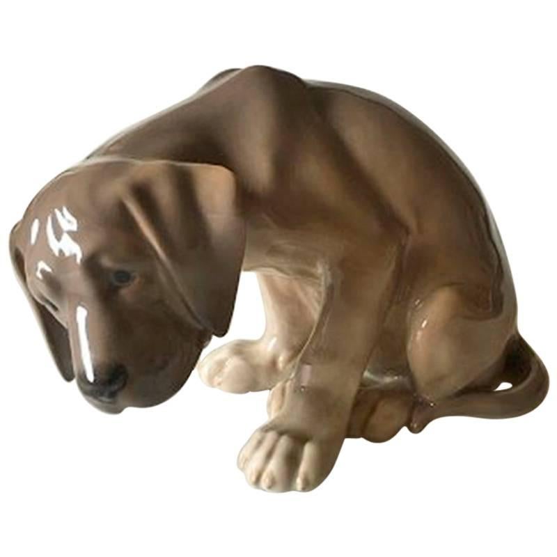 Royal Copenhagen Figurine Labrador Puppy BOB #318
