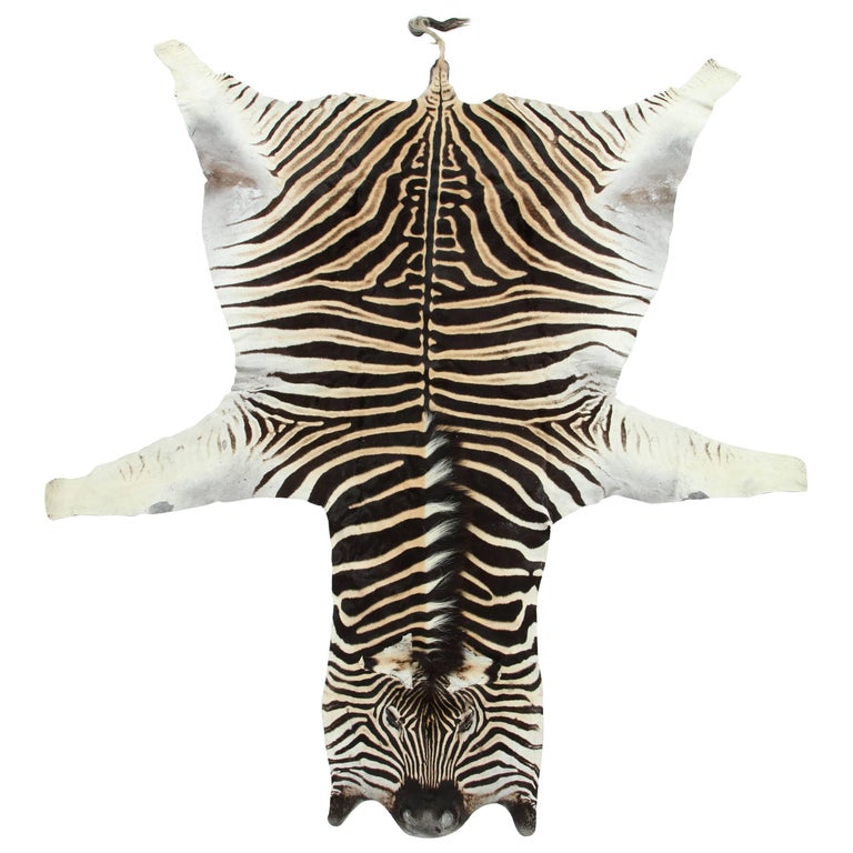 Zebra Hide Rug, Vintage at 1stdibs