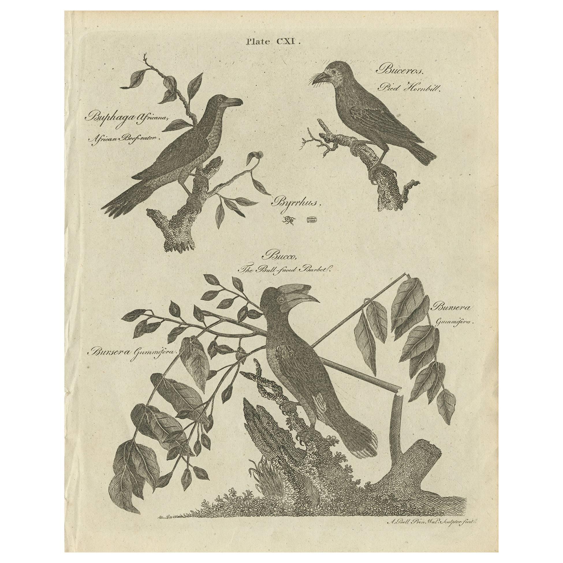 Antique Bird Prints: African Beef-Eater, Pied Hornbill and the Bull-Faced Barbet For Sale