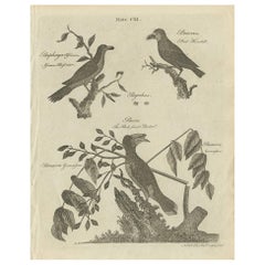 Anciennes estampes d'oiseaux : abeille africaine, corne d'abondance et barbet à visage de taureau