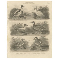 Antique Print of Various Ducks "Plate V" by S. Edwards, circa 1800