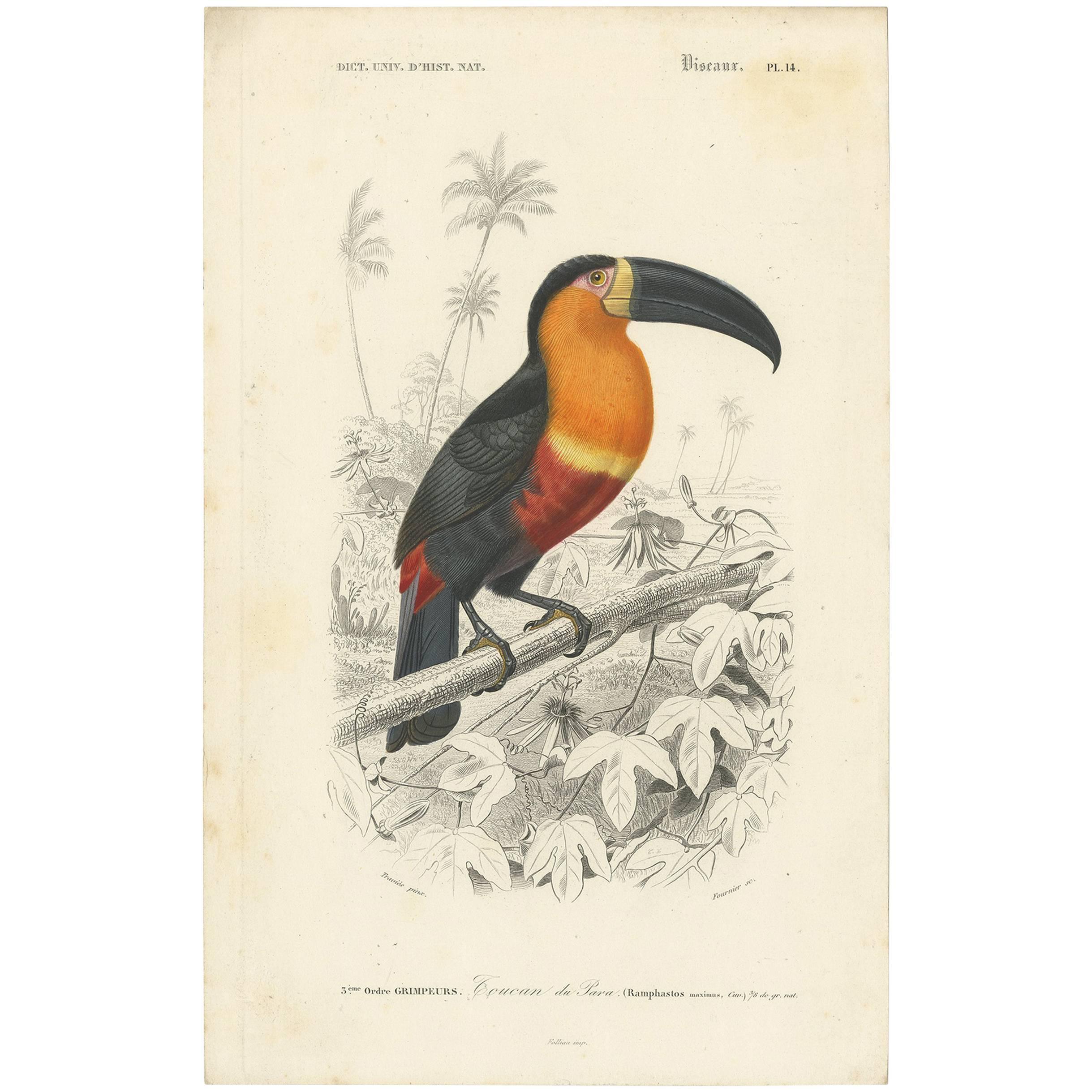Antique Bird Print of a Toucan ‘Pl.14’ by C. D'orbigny, circa 1860