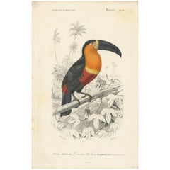 Antique Bird Print of a Toucan ‘Pl.14’ by C. D'orbigny, circa 1860