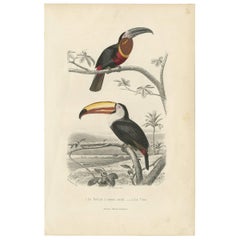 Antique Bird Print of the Yellow-Throated Toucan and the Toco Toucan, 1853