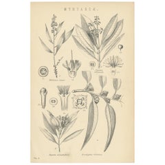 Antique Botany Print of Myrtaceae ‘Myrtle family’ by W. McKenzie, circa 1891