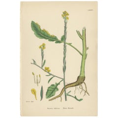 Antique Botany Print 'Hoary Mustard' by J. Sowerby, circa 1860
