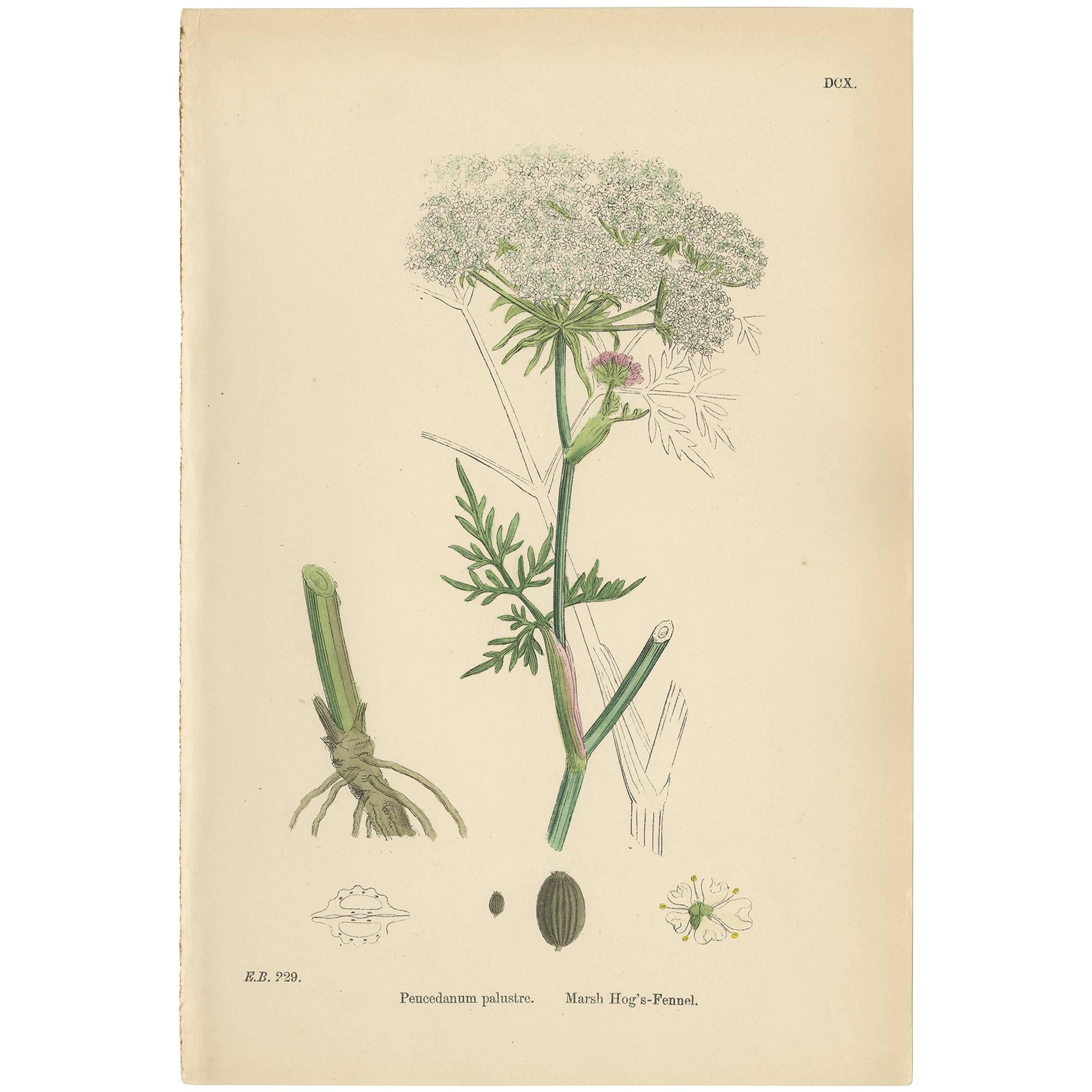 Stampa antica di botanica 'Marsh Hog's-Fennel' di J. Sowerby, 1860 ca. in vendita