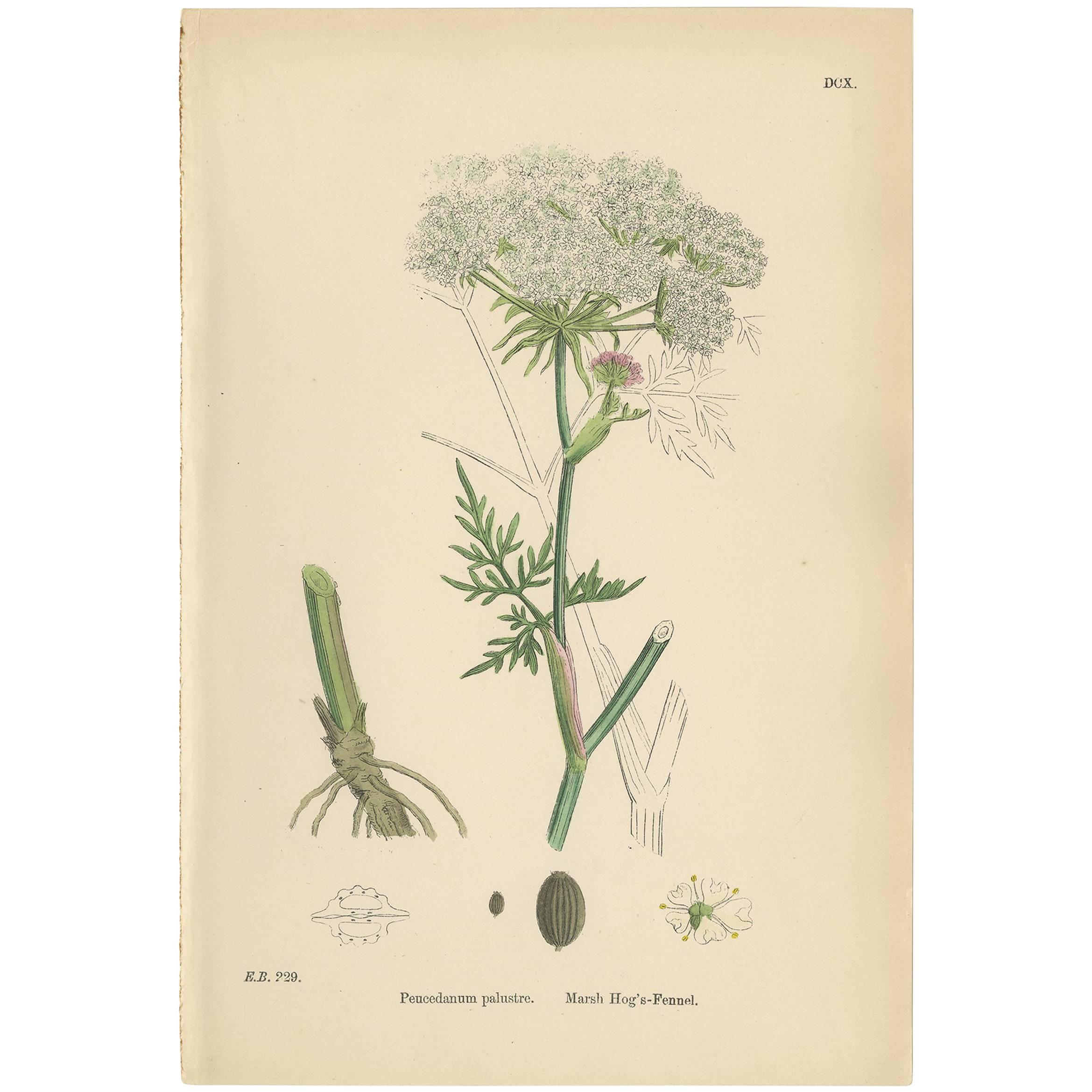 Antique Botany Print 'Marsh Hog's-Fennel' by J. Sowerby, circa 1860 For Sale