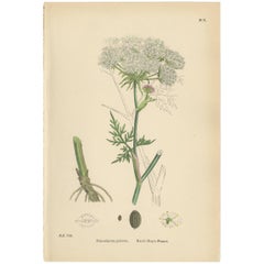Marsh Hog's-Fennel, imprimé botanique ancien de J. Sowerby, vers 1860