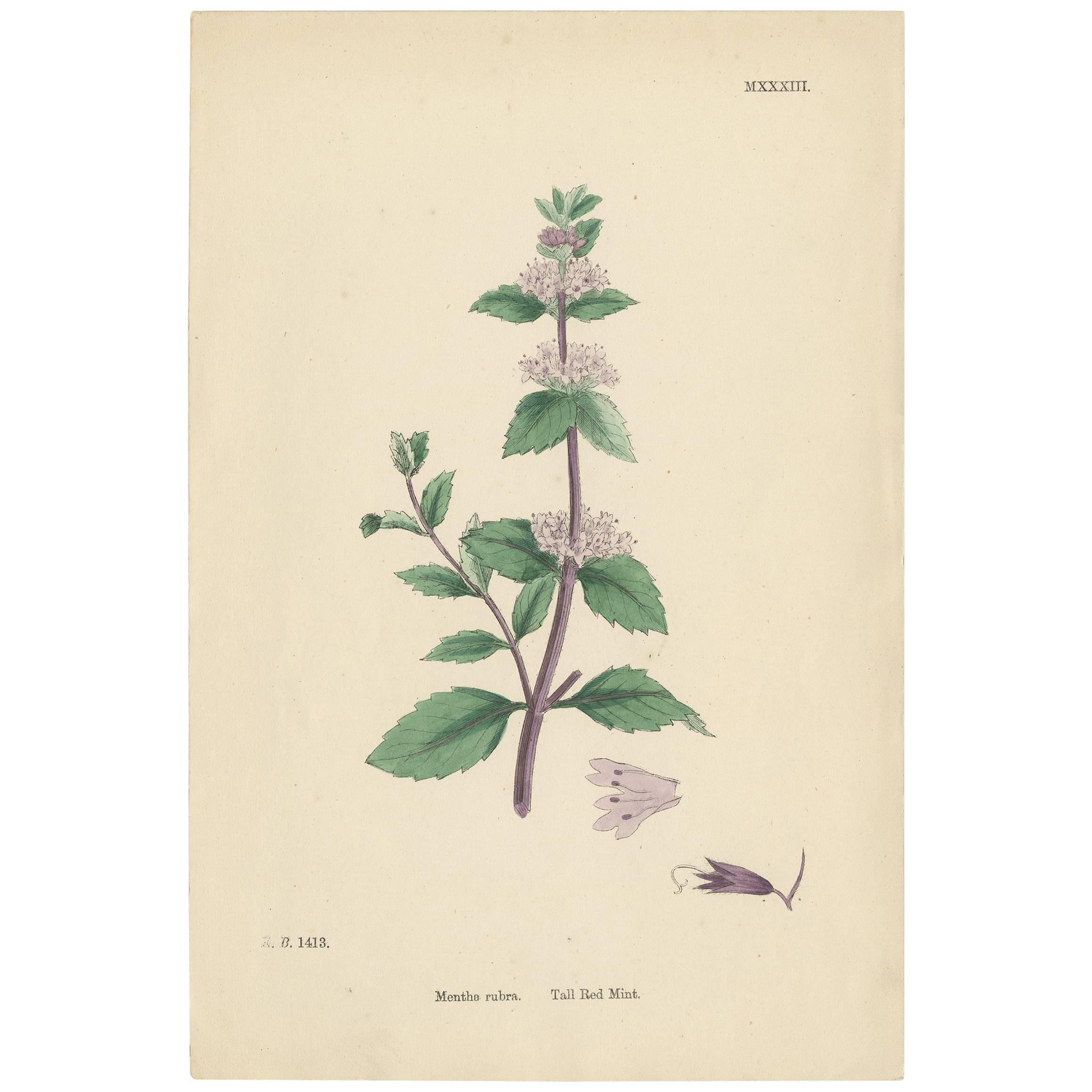 Antique Botany Print 'Tall Red Mint' by J. Sowerby, circa 1860