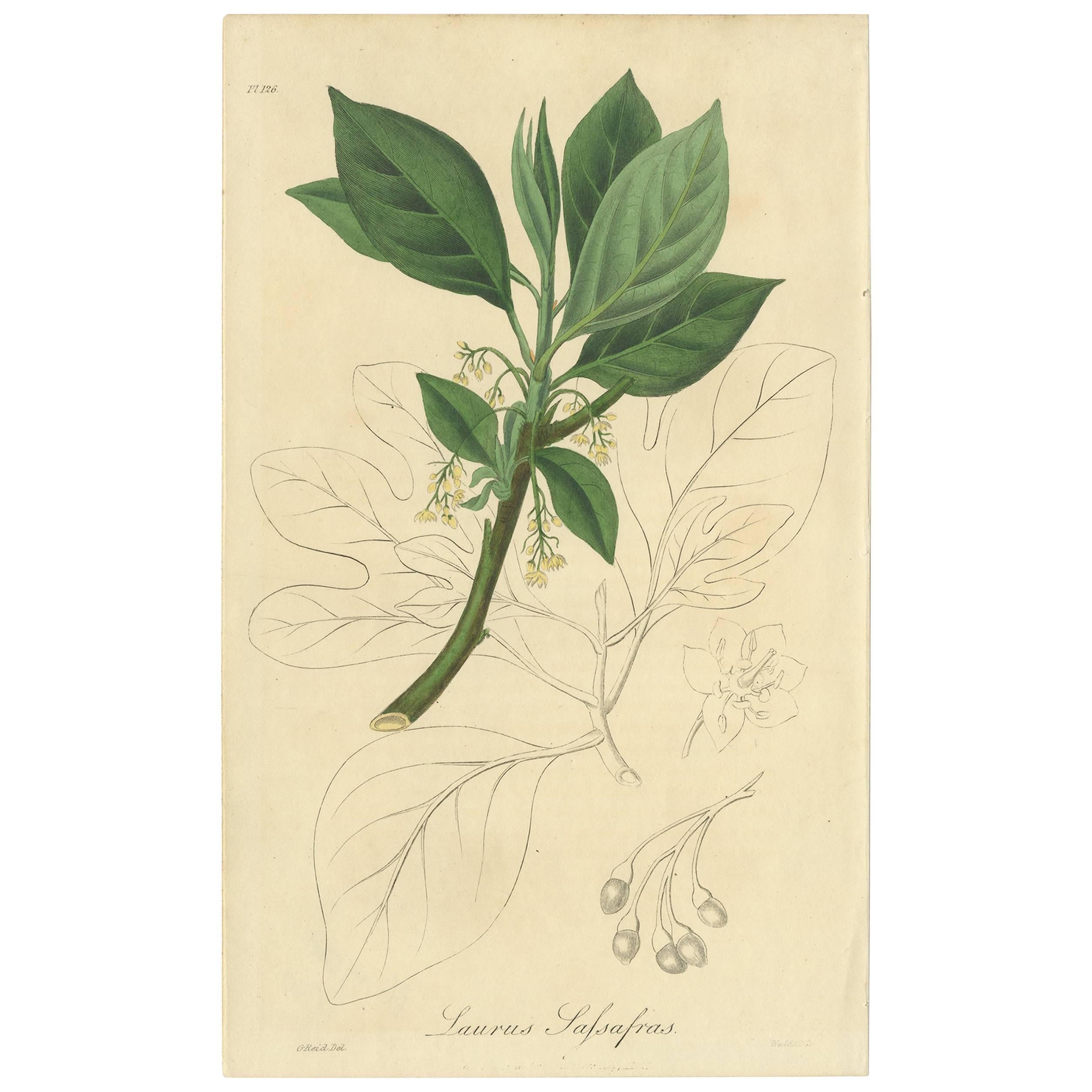 Impression botanique ancienne Lauro-Cerasus de H. Sowerby, 1852 en vente