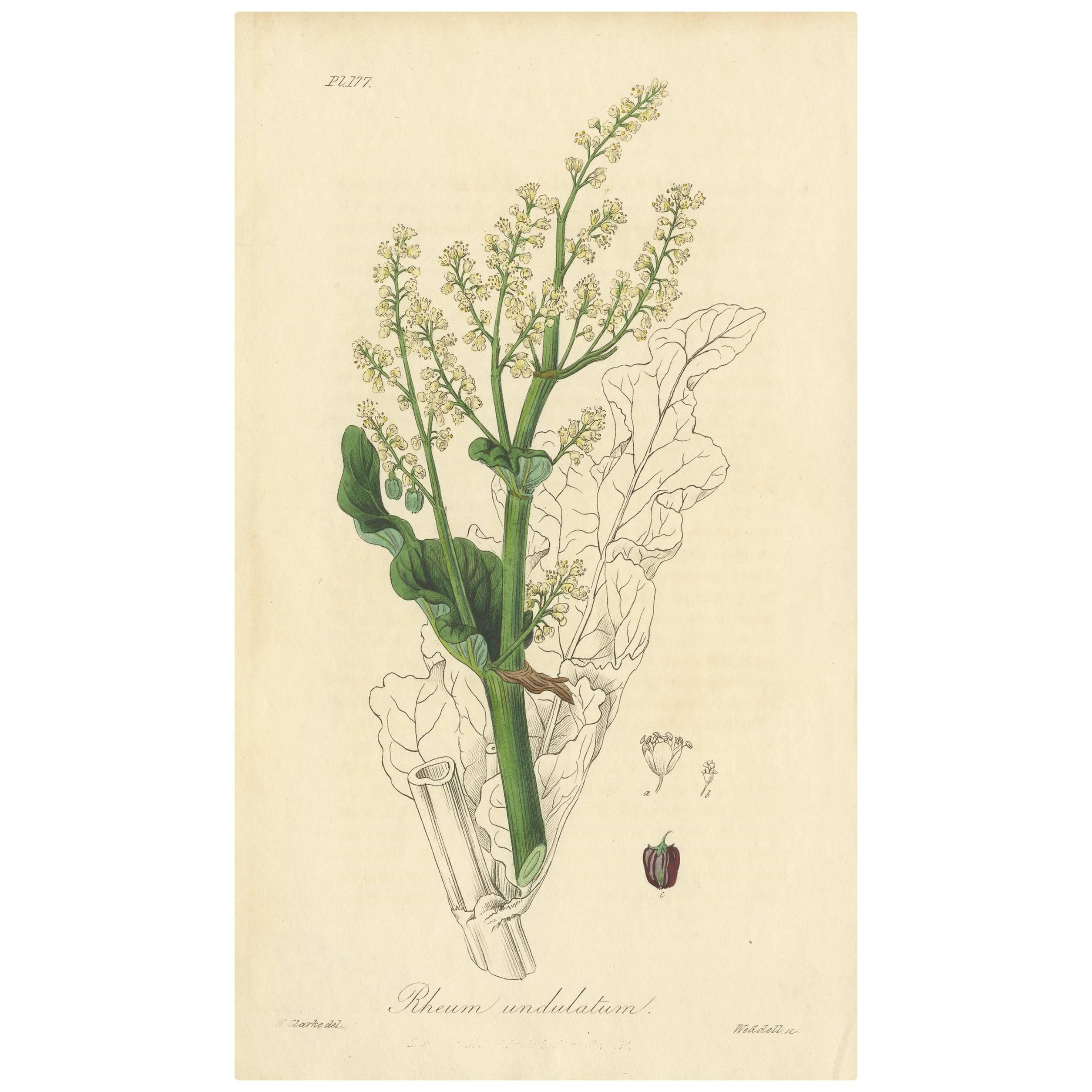 Antique Botany Print of Rhubarb 'Rheum undulatum' by W. Clark, 1831