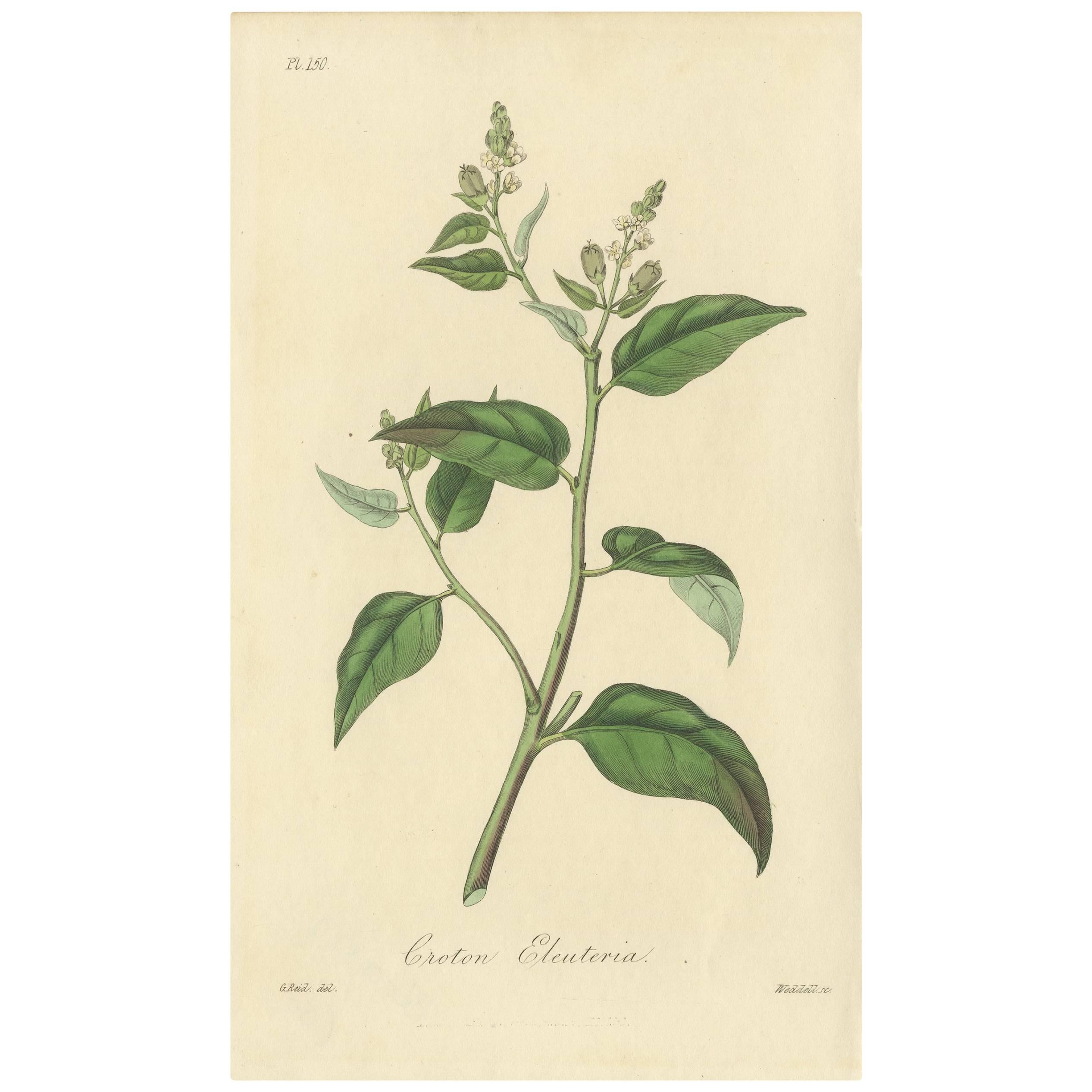 Antiker Botanik-Druck des Cascarilla-Baums von G. Reid, 1831