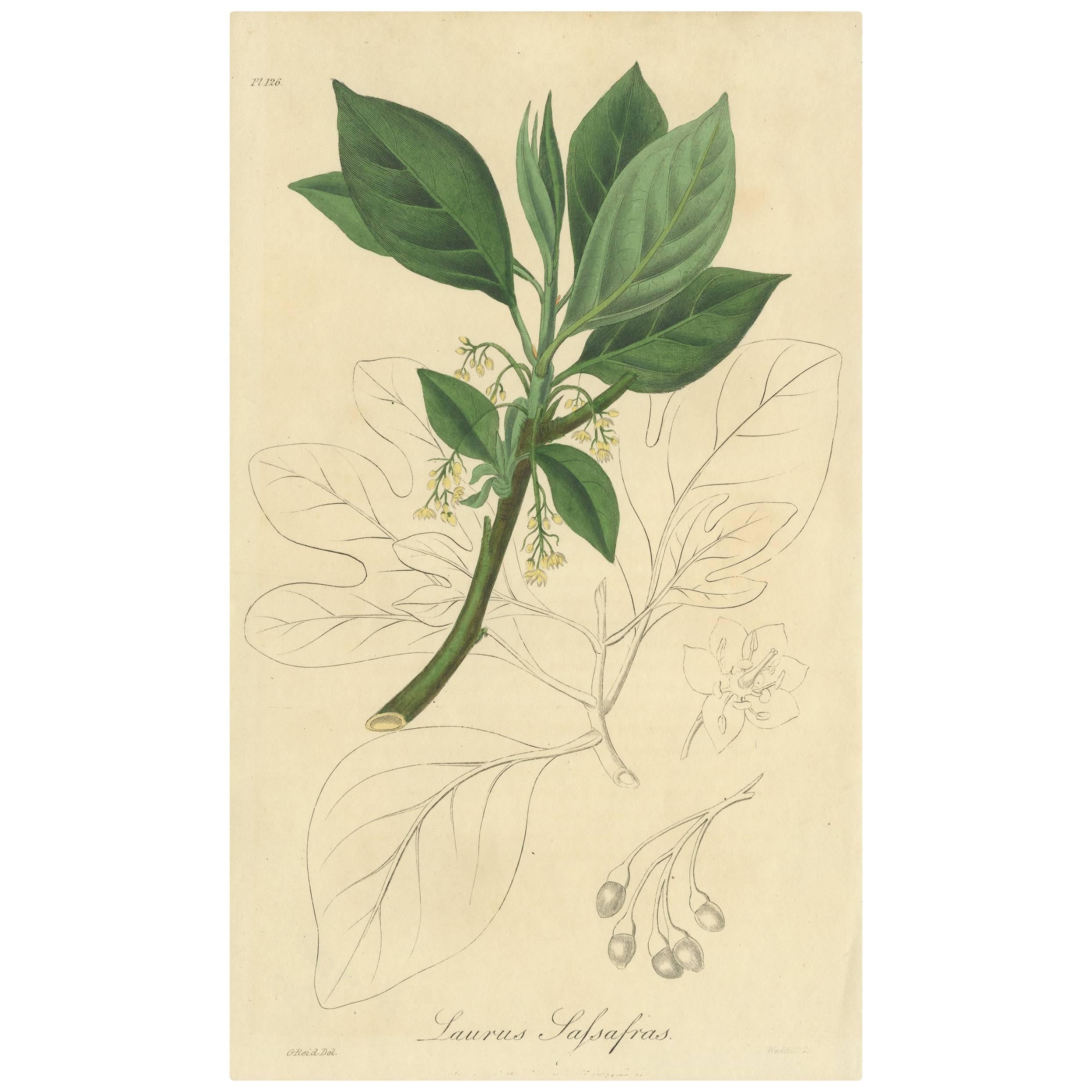 Antique Botany Print of the Sassafras Tree by G. Reid, 1831 For Sale
