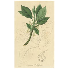 Stampa antica di botanica dell'albero di sassafrasso di G. Reid, 1831