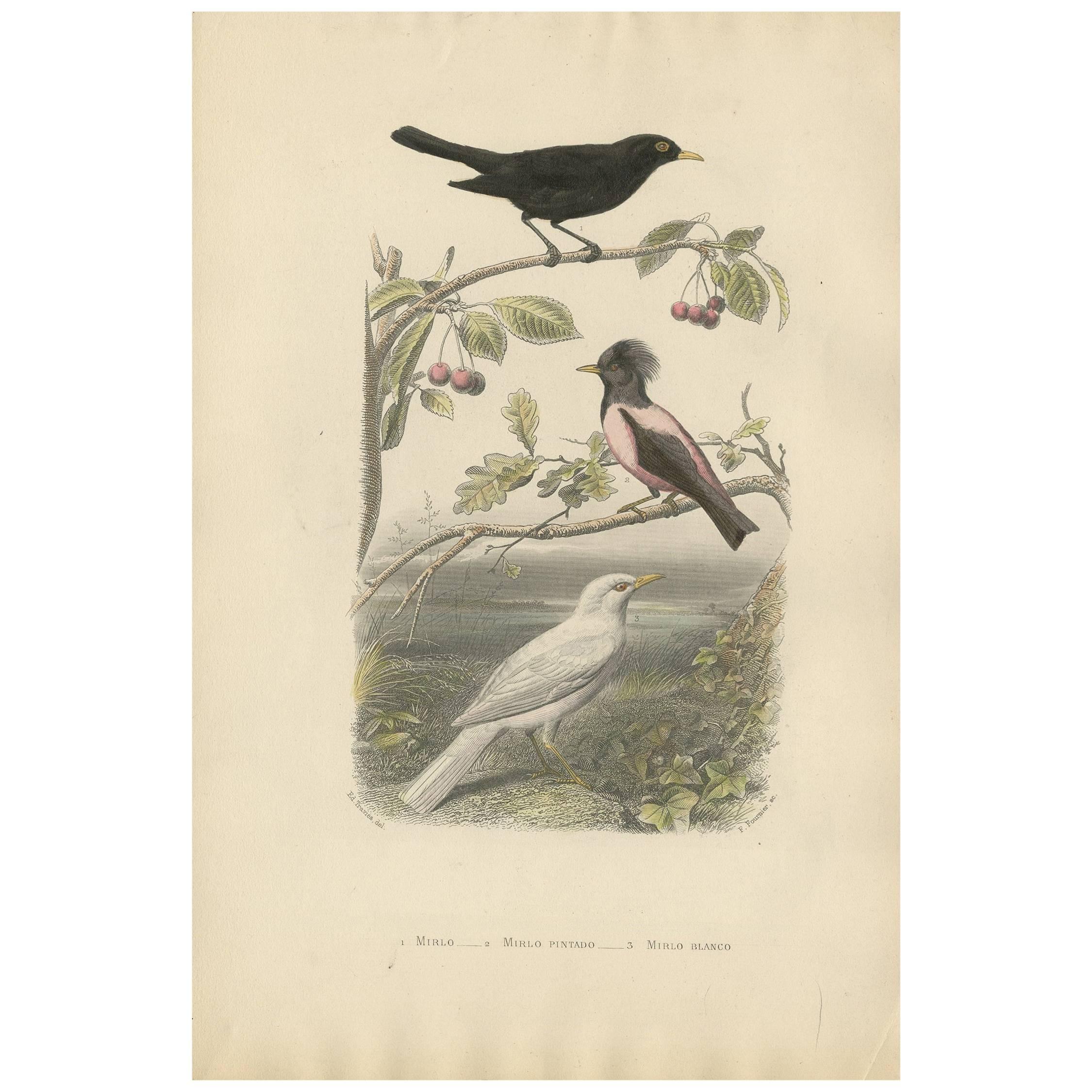 Stampa antica di vari merli di F. Fournier, 1860 circa