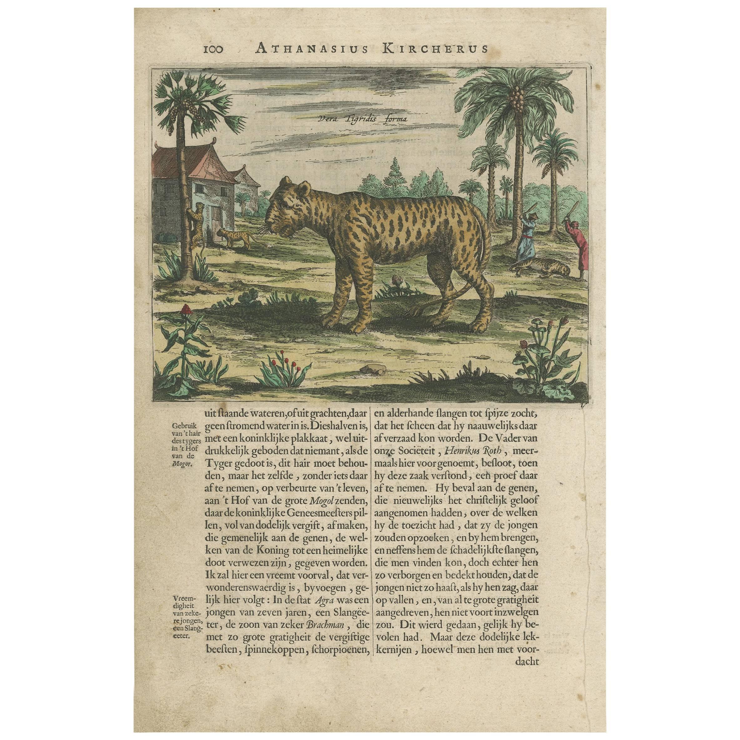 Impression ancienne d'un tigre par A. Kircher, datant d'environ 1660 en vente