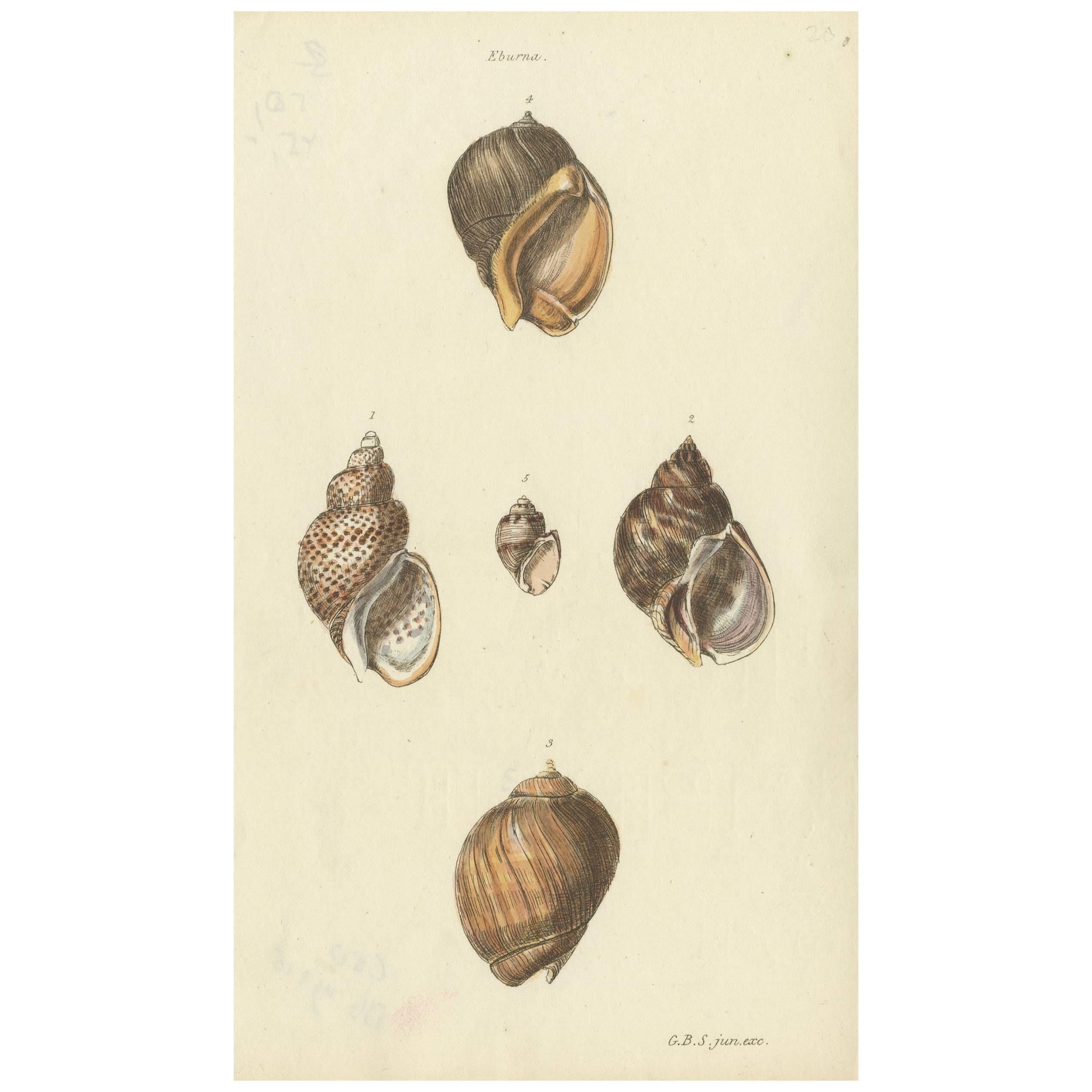 Impression ancienne colorée à la main d'Eburna « Sea Snails », publiée vers 1833
