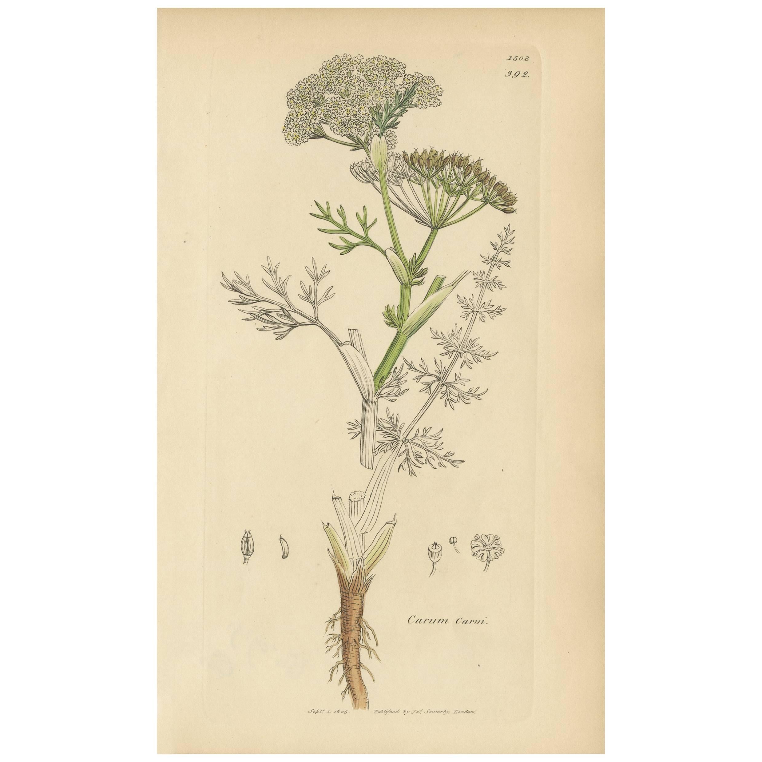 Antique Botany Print 'Carum Carui' J. Sowerby, 1805 For Sale