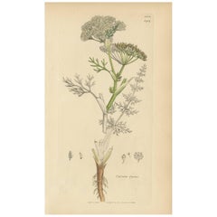 Impression botanique ancienne Carum Carui par J. Sowerby, 1805