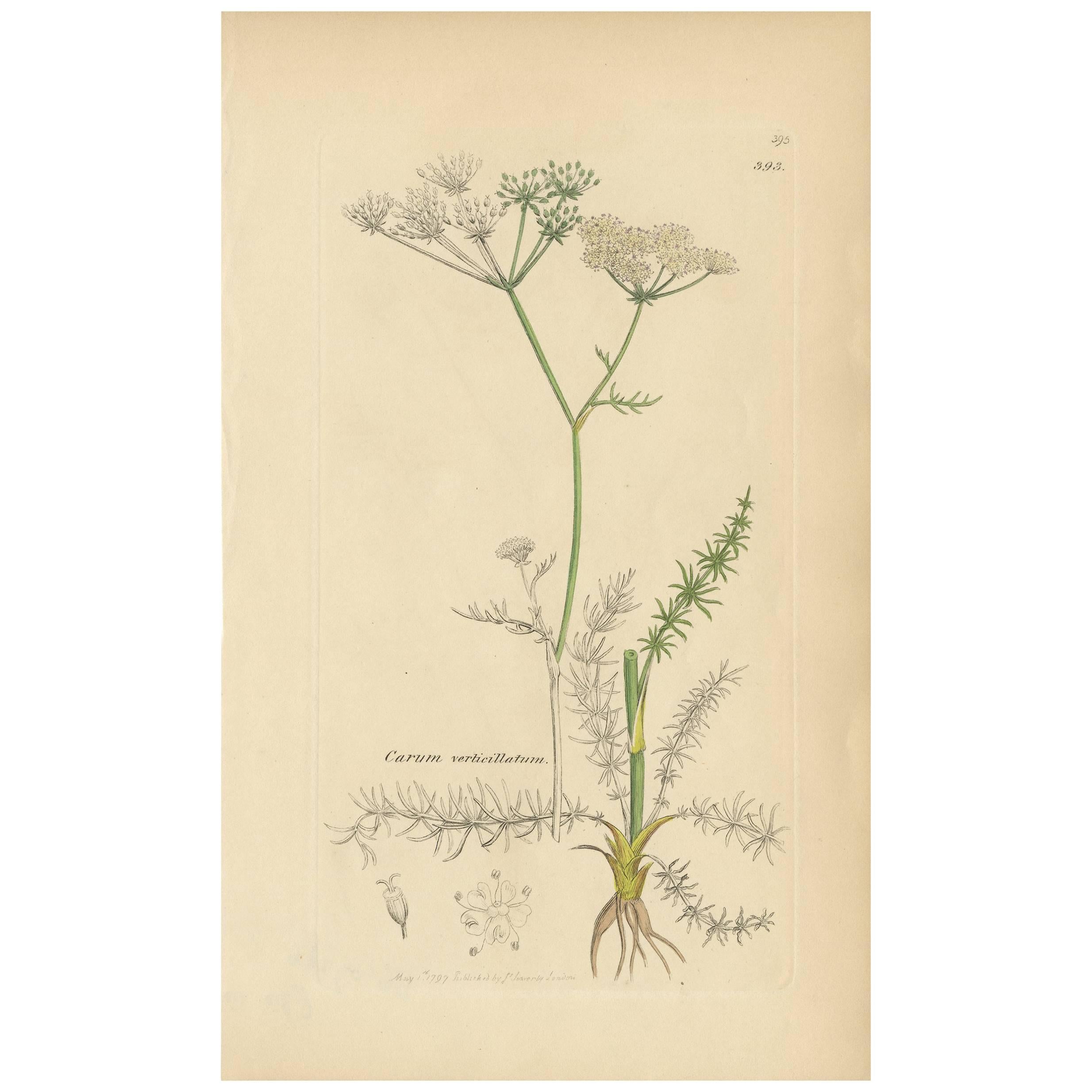 Antique Botany Print 'Carum Verticillatum' by J. Sowerby, 1797 For Sale