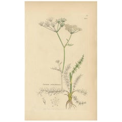 Antiker Botanik-Druck „Carum Verticillatum“ von J. Sowerby, 1797