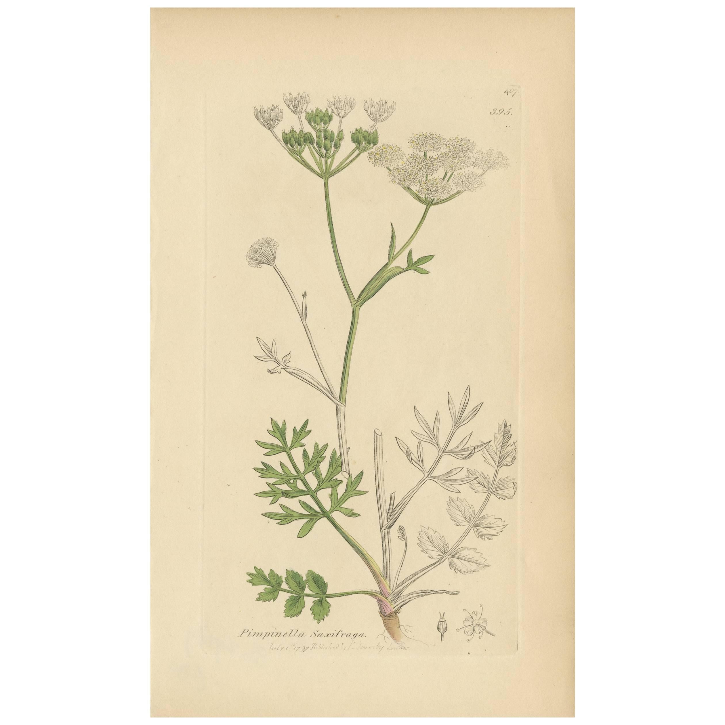 Antiker Botanikdruck „Pimpinella Saxifraga“ von J. Sowerby, 1797