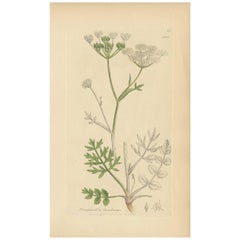 Antiker Botanikdruck „Pimpinella Saxifraga“ von J. Sowerby, 1797