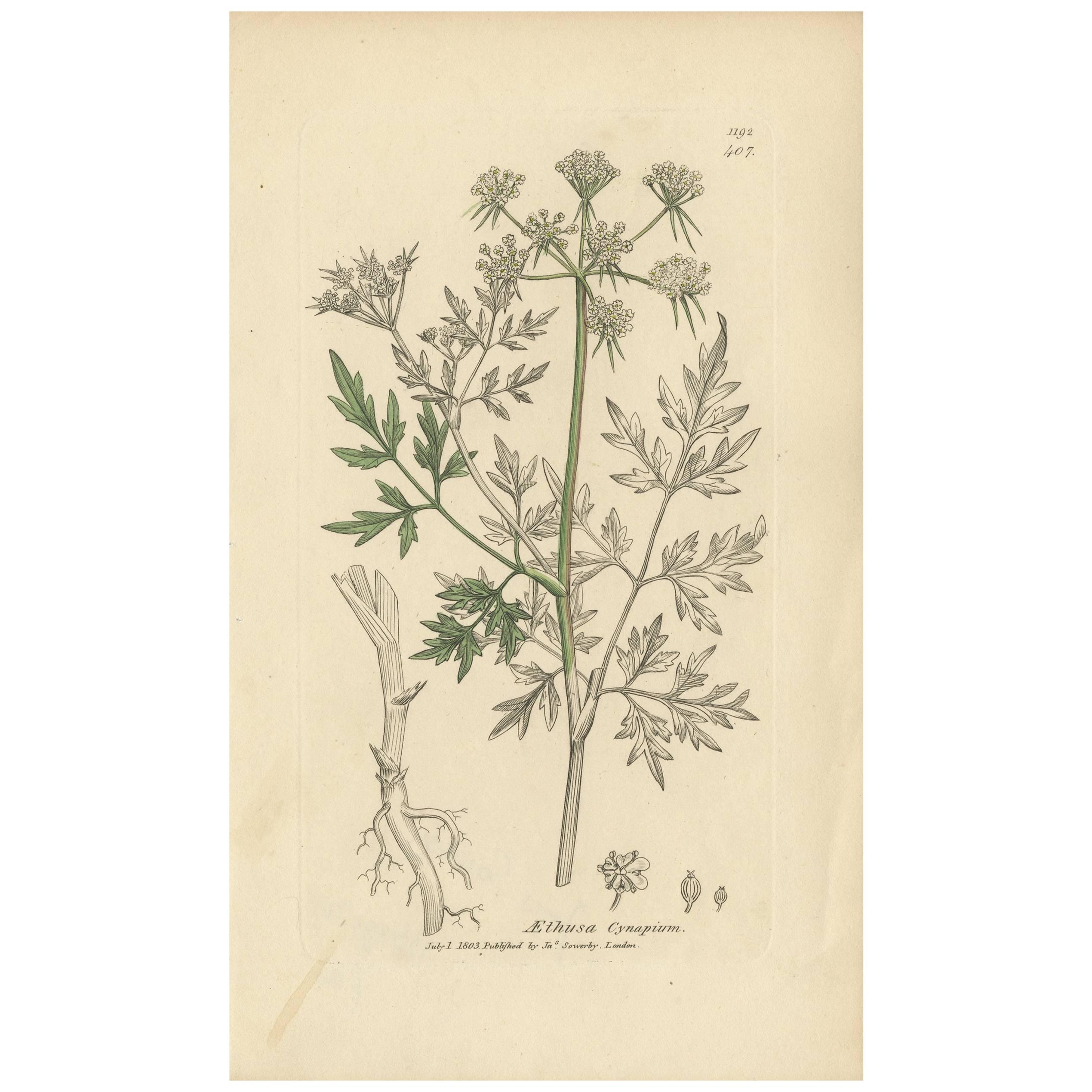 Impression botanique ancienne d'Aethusa Cynapium par J. Sowerby, 1803