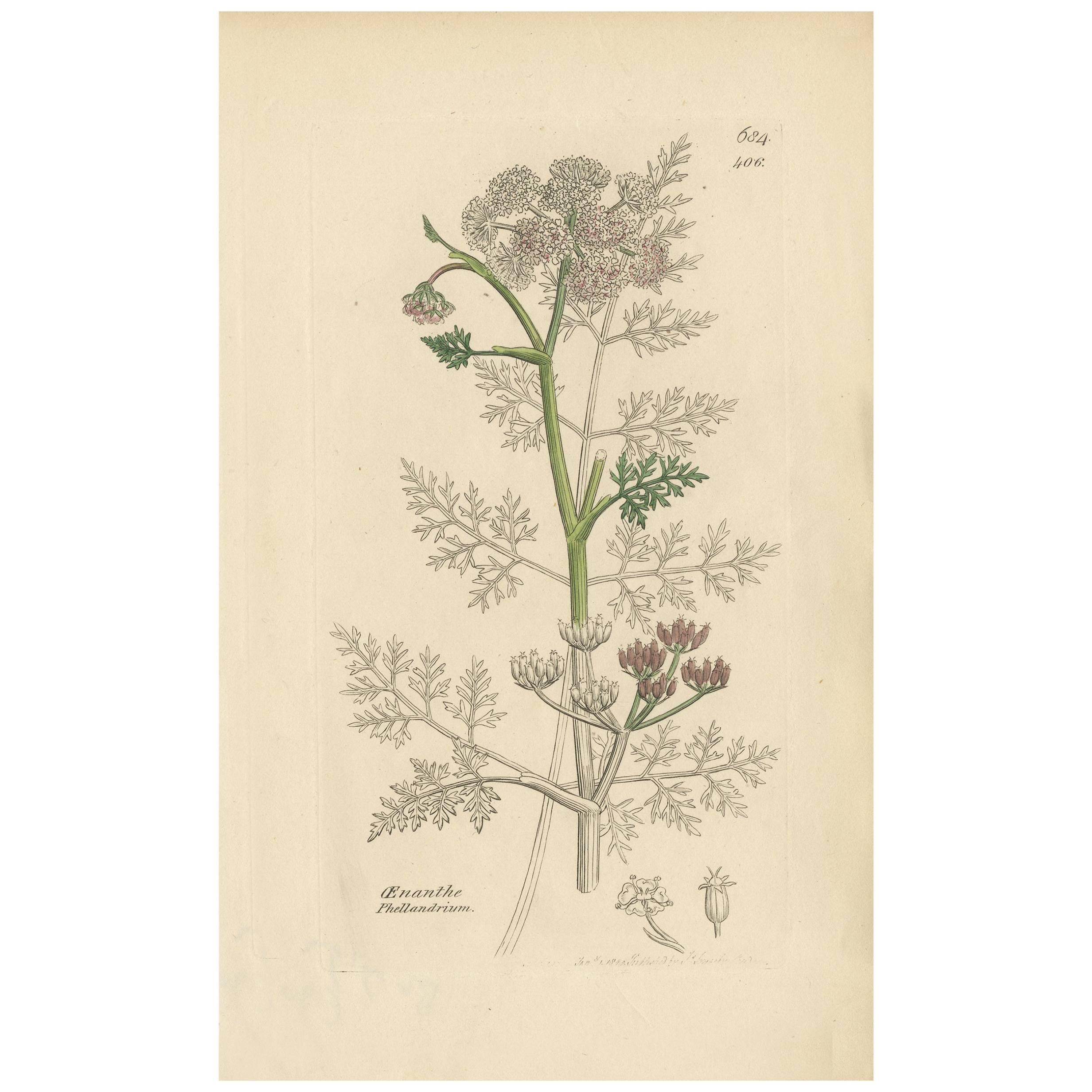 Antique Botany Print 'Oenanthe Phellandrium' by J. Sowerby, 1840 For Sale